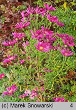Symphyotrichum dumosum Marjorie