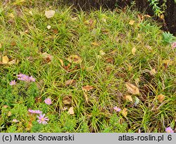Carex muskingumensis (turzyca palmowa)