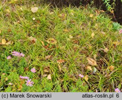 Carex muskingumensis (turzyca palmowa)