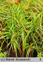 Carex muskingumensis (turzyca palmowa)