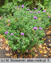 Symphyotrichum novi-belgii Purple Dome