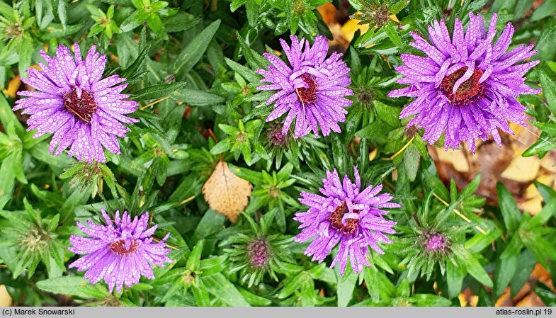 Symphyotrichum novi-belgii Purple Dome