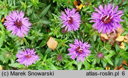 Symphyotrichum novi-belgii Purple Dome