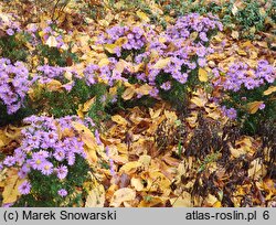 Symphyotrichum novi-belgii Magic Lavender