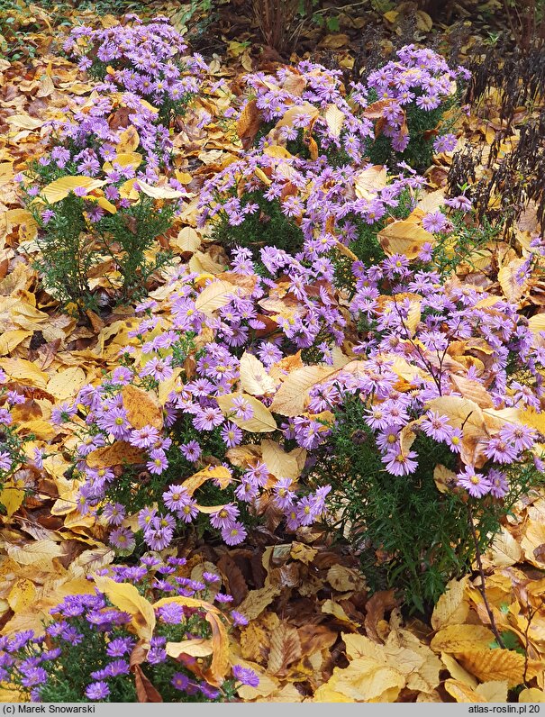 Symphyotrichum novi-belgii Magic Lavender