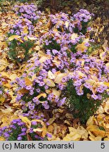 Symphyotrichum novi-belgii Magic Lavender