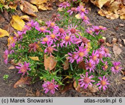 Symphyotrichum dumosum Alice Haslam