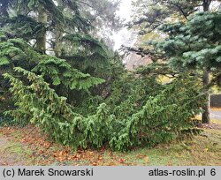 Taxus baccata Washingtonii