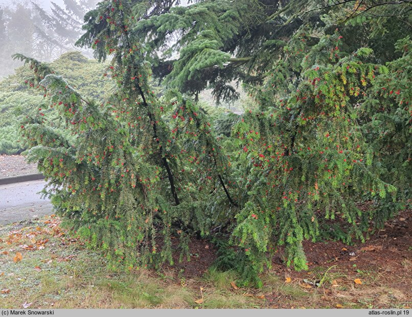 Taxus baccata Washingtonii