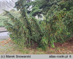 Taxus baccata Washingtonii