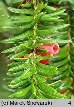 Taxus baccata Washingtonii