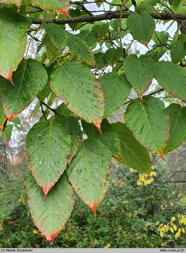 Acer davidii (klon Davida)