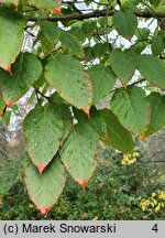 Acer davidii (klon Davida)