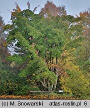 Acer davidii (klon Davida)