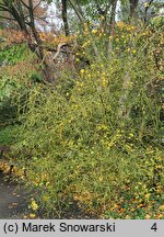 Citrus trifoliata (pomarańcza trójlistkowa)