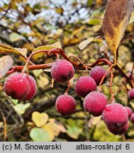 Cotoneaster multiflorus var. multiflorus (irga wielokwiatowa)