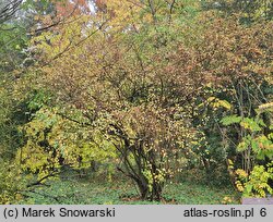 Cotoneaster multiflorus var. multiflorus (irga wielokwiatowa)