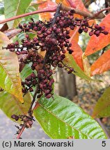 Rhus potaninii (sumak Potanina)