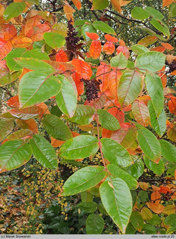 Rhus potaninii (sumak Potanina)