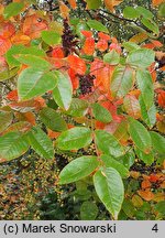 Rhus potaninii (sumak Potanina)