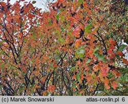 Rhus potaninii (sumak Potanina)