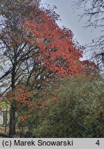 Rhus potaninii (sumak Potanina)