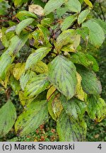 Cornus walteri (dereń Waltera)