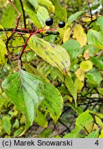 Cornus walteri (dereń Waltera)