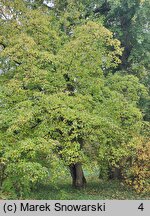 Cornus walteri (dereń Waltera)