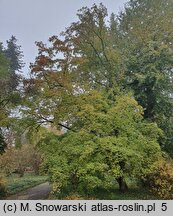 Cornus walteri (dereń Waltera)