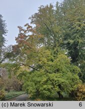 Cornus walteri (dereń Waltera)