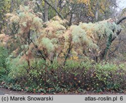 Tamarix ramosissima (tamaryszek rozgałęziony)