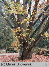 Quercus frainetto (dąb węgierski)