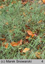 Plantago sempervirens (babka wieczniezielona)