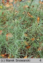 Plantago sempervirens (babka wieczniezielona)