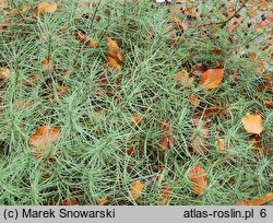 Plantago sempervirens (babka wieczniezielona)