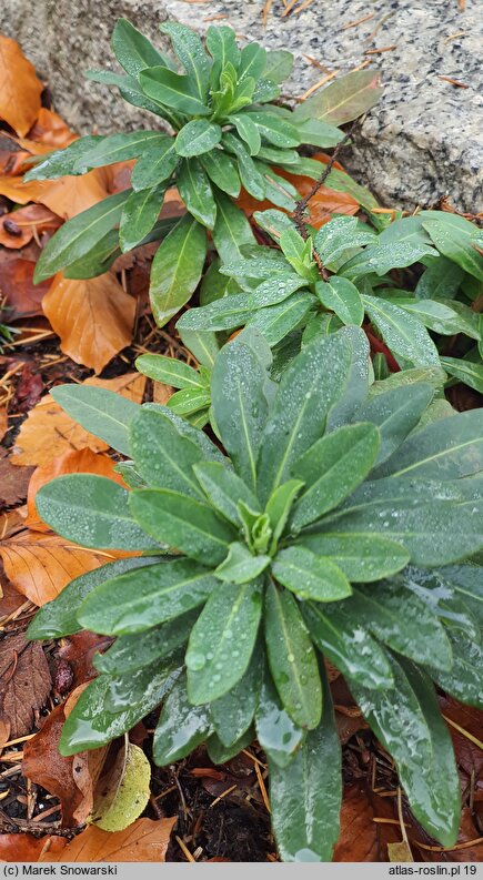 Micromeria dalmatica (mikromeria dalmatyńska)