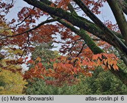 Zelkova serrata (brzostownica japońska)