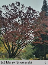 Zelkova serrata (brzostownica japońska)