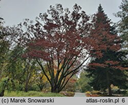 Zelkova serrata (brzostownica japońska)