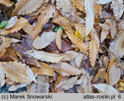 Zelkova serrata (brzostownica japońska)