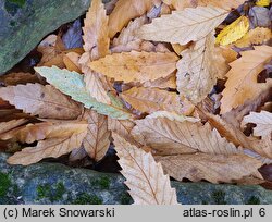 Zelkova serrata (brzostownica japońska)