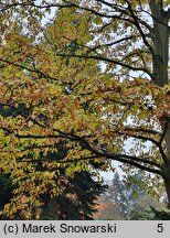 Zelkova serrata (brzostownica japońska)