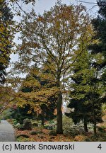 Zelkova serrata (brzostownica japońska)