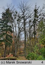 Gymnocladus dioica (kłęk amerykański)