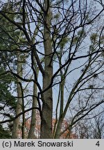 Gymnocladus dioica (kłęk amerykański)