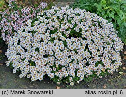 Symphyotrichum dumosum Schneezicklein