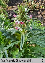 Morina longifolia (morina długolistna)