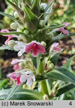 Morina longifolia (morina długolistna)