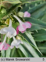 Morina longifolia (morina długolistna)